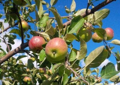 Heirloom Orchard at Lansdowne Park