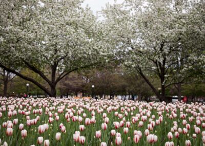 Confederation Park Gardens